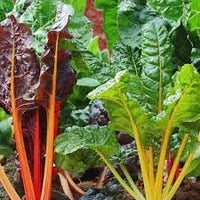 Rainbow Chard Gemüsesamen für einfache Aussaat