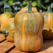Orange Honeynut Gemüse Samen zum Pflanzen