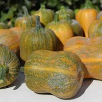 Orange Honeynut Gemüse Samen zum Pflanzen