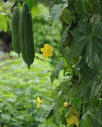 Green Zucca Luffa Samen zum Pflanzen  Gemüse Garden Essential