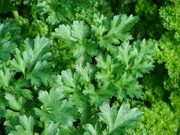 Green Parsley Samen - Petroselinum Crispum zum Pflanzen