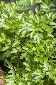 Green Parsley Samen - Petroselinum Crispum zum Pflanzen