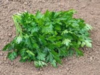 Green Parsley Samen - Petroselinum Crispum zum Pflanzen