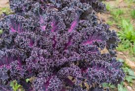 Rot Veins Scarlet Kale Samen zum Pflanzen