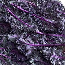 Rot Veins Scarlet Kale Samen zum Pflanzen