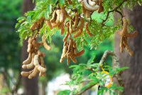 Tamarindo Samen zum Pflanzen - Start Your Tamarind Tree Today