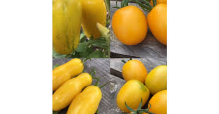 Gelb Tomate Samen zum Pflanzen