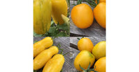 Gelb Tomate Samen zum Pflanzen
