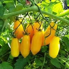 Gelb Tomate Samen zum Pflanzen