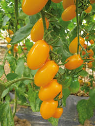 Gelb Tomate Samen zum Pflanzen