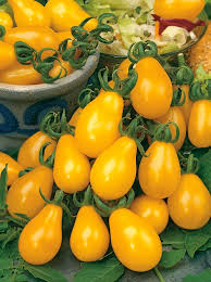 Gelb Tomate Samen zum Pflanzen