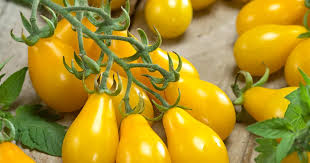 Gelb Tomate Samen zum Pflanzen