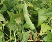 Weiß Tepary Bean Samen zum Pflanzen