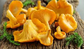 Gelb Chanterelle Pilz Samen zum Pflanzen