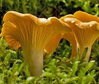 Gelb Chanterelle Pilz Samen zum Pflanzen