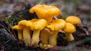 Gelb Chanterelle Pilz Samen zum Pflanzen