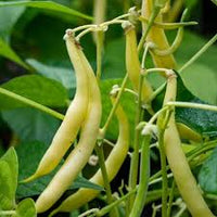 Braun Bean Samen zum Pflanzen  High Yield Gemüsesamen