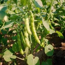 Braun Bean Samen zum Pflanzen  High Yield Gemüsesamen