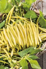 Braun Bean Samen zum Pflanzen  High Yield Gemüsesamen