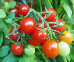 Rot Gemüse Tomate Samen zum Pflanzen