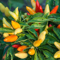 Mixed Chili Gemüse Planting Samen