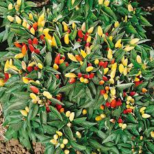 Mixed Hilli Gemüse Planting Samen for Your Garden