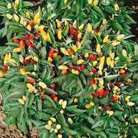 Mixed Hilli Gemüse Planting Samen for Your Garden