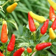 Mixed Hilli Gemüse Planting Samen for Your Garden