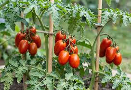 Rot Opalka Gemüsesamen - Easy Planting for Home Gardens