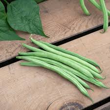 Green Lake Bean Planting Samen