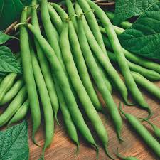 Green Lake Bean Planting Samen