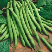Green Lake Bean Planting Samen