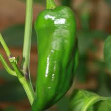 Green Padron Gemüse Samen zum Pflanzen