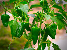 Green Padron Gemüse Samen zum Pflanzen