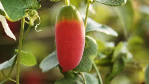 Pink Ivy Gourd Gemüsesamen für einfache Aussaat