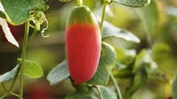 Pink Ivy Gourd Gemüsesamen für einfache Aussaat