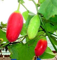 Graines de courge-lierre rose pour des semis faciles