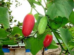 Pink Ivy Gourd Gemüsesamen für einfache Aussaat