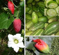 Pink Ivy Gourd Gemüsesamen für einfache Aussaat