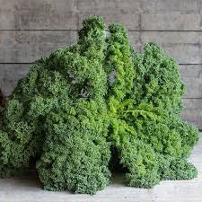 Green Brassica Gemüse Samen zum Pflanzen