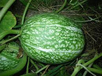 Green Cucurbita Pepo Ficifolia Samen für einfache Aussaat
