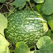 Green Cucurbita Pepo Ficifolia Samen für einfache Aussaat