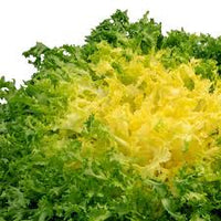 Green Gelb Endive Samen zum Pflanzen  Gemüse Garden Starter