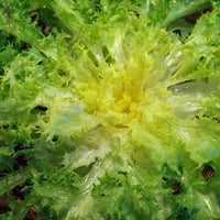 Green Gelb Endive Samen zum Pflanzen  Gemüse Garden Starter