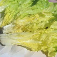 Green Gelb Endive Samen zum Pflanzen  Gemüse Garden Starter