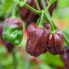 Chocolate Habanero Pepper Samen for Home Gardening