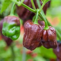 Chocolate Habanero Pepper Samen for Home Gardening