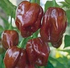 Chocolate Habanero Pepper Samen for Home Gardening