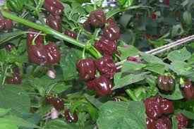Chocolate Habanero Pepper Samen for Home Gardening