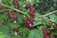 Chocolate Habanero Pepper Samen for Home Gardening